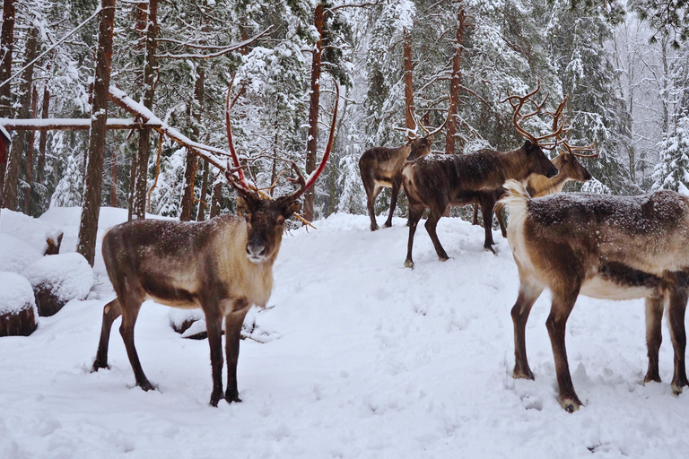 Private Helsinki Reindeer Park Safari