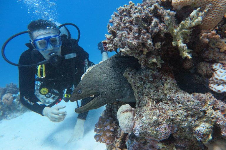 Hurghada: Dive Experience for Beginners or Certified Divers Full-Day Scuba Diving for Certified Divers