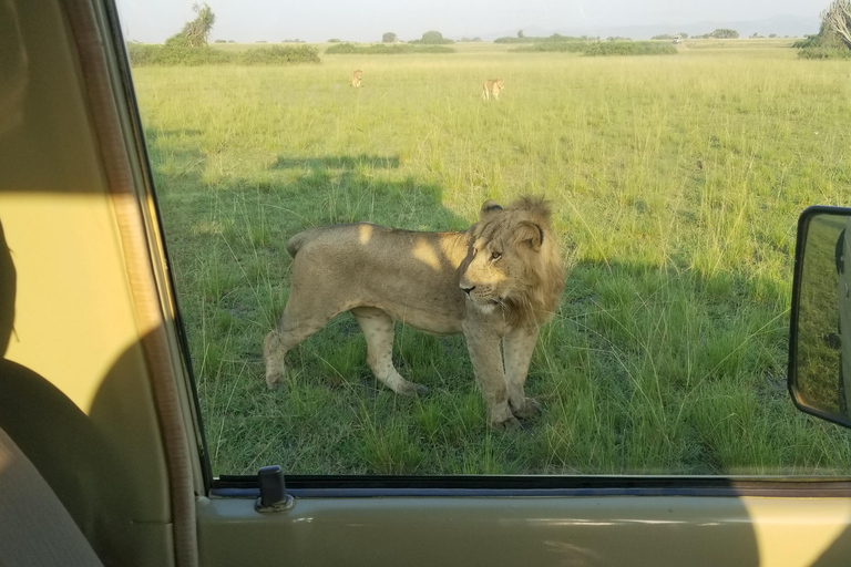 Z Kampali: 3-dniowe safari nad wodospadem Murchison z wędrówką z nosorożcem