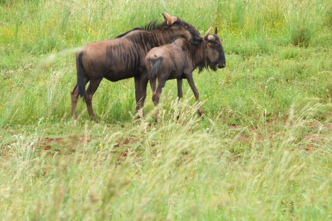 Johannesburg: Rhino and Lion Nature Reserve Safari