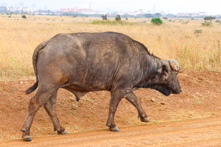 Rondleiding Nationaal Park Nairobi, halve dag