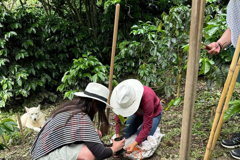 Bogotá: Choachí Farm-to-Cup Coffee Day Trip with Cupping