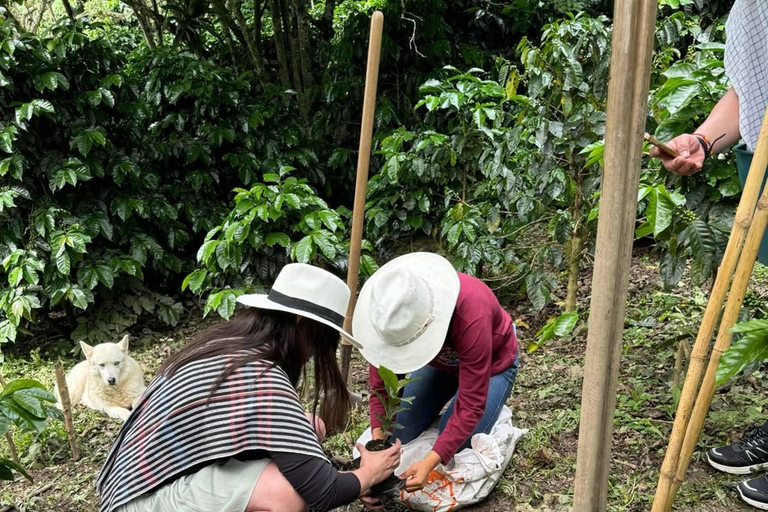 Bogotá: Choachí Farm-to-Cup Coffee Day Trip with Cupping