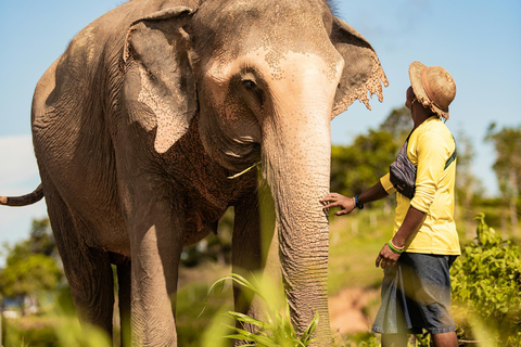 Phuket: Bukit Elephant Park promenad och matningstur