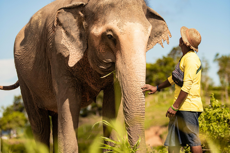 Phuket: Bukit Elephant Park promenad och matningstur