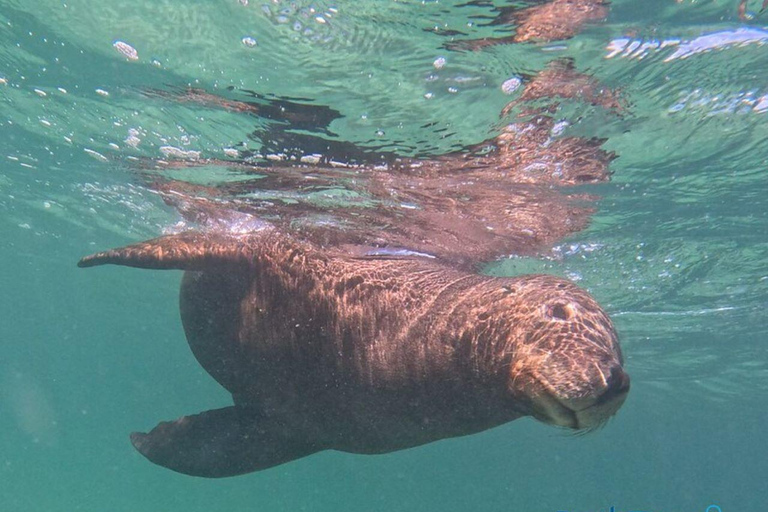 Rockingham: Cruzeiro de mergulho com snorkel em 3 ilhas com vida selvagem e almoço