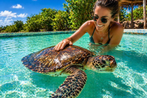 Nungwi: Swim with Sea Turtles at Sanctuary with Transfer Private Tour Hotel Transfer in Northern Zanzibar hotels