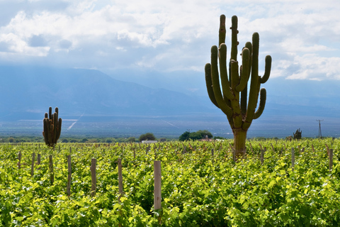 From Salta: Cafayate Full-Day Tour with Wine Tasting