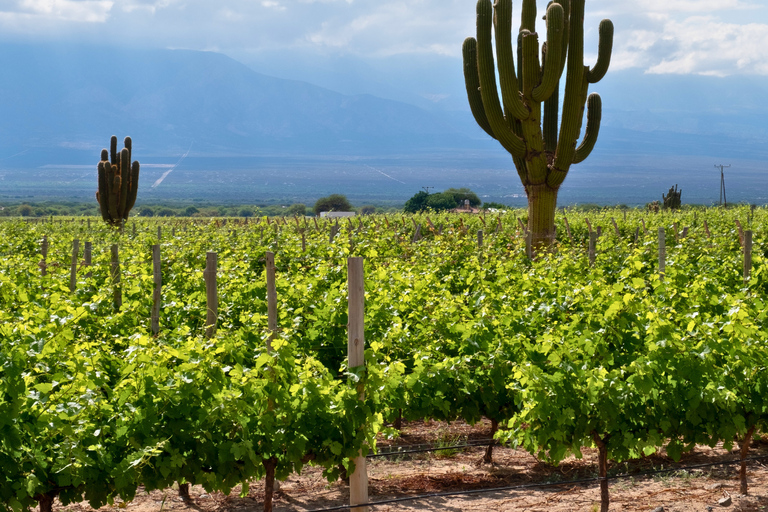 From Salta: Cafayate Full-Day Tour with Wine Tasting