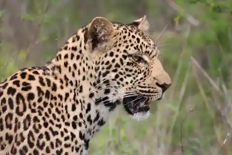 Kruger nationalpark: 3-dagars safari med essensen av Kruger