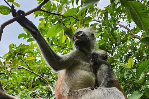 Zanzibar: Spice Farm, Jozani Forest & Salaam Cave Tour Private tour without hotel transfer