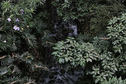 Medellín: Jungle Trekking, Waterfall Swim, & Coffee Tour