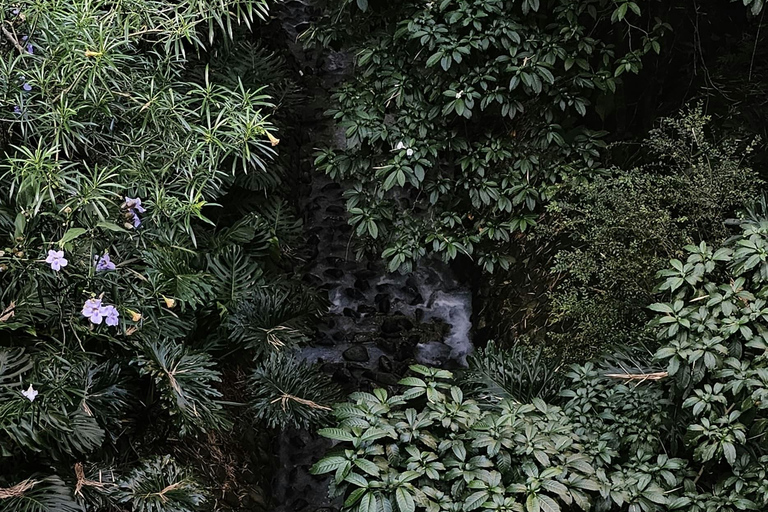 Medellín: Jungle Trekking, Waterfall Swim, & Coffee Tour