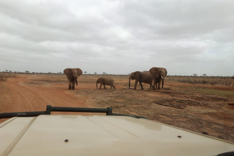 Kenia Küsten-Safari: Mombasa, Shimba Hills & die Tsavos