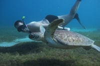 Journée catamaran snorkeling paddles tortues BBQ - Hizvo