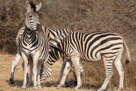 PIRSCHFAHRT UND BREITMAULNASHORN-WANDERSAFARI IN LIVINGSTONE