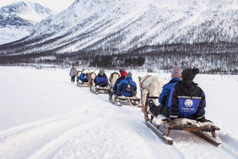 Från Tromsö: Renkälkåkning på Camp Tamok under dagtid