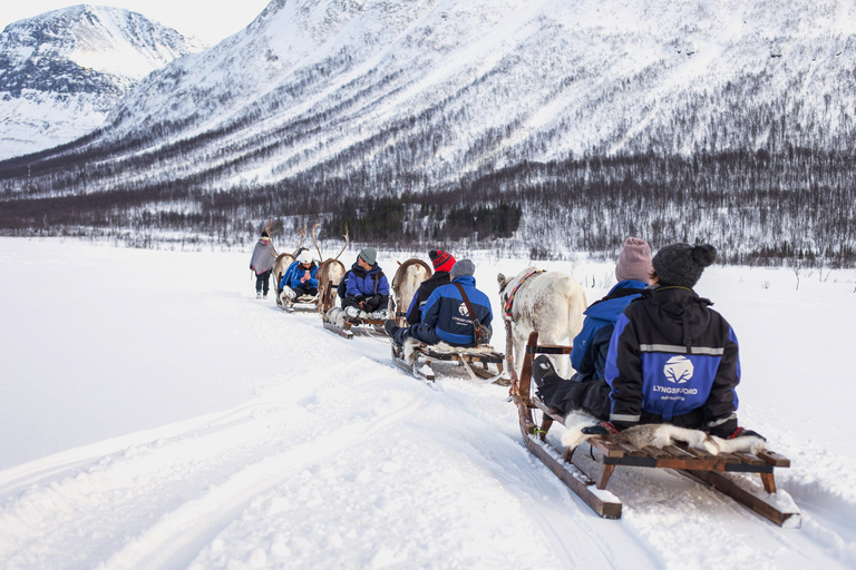 Z Tromsø: Zaprzęgi reniferów w Camp Tamok w ciągu dnia