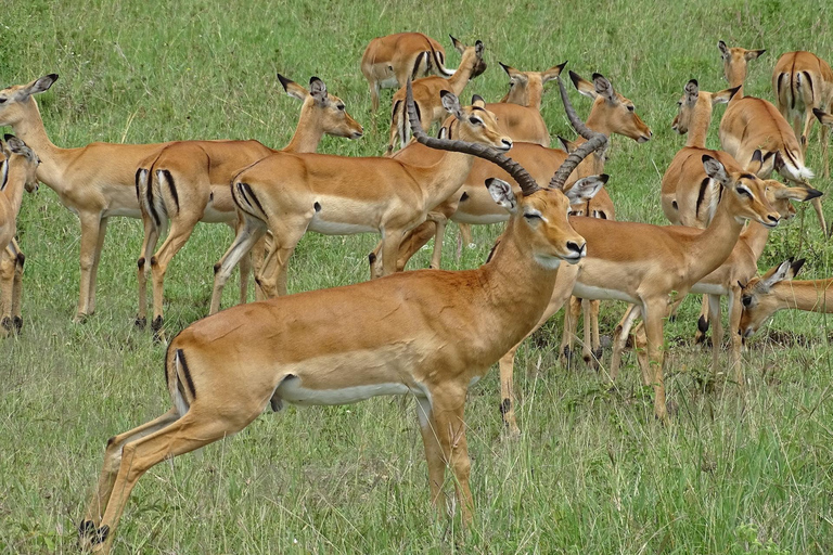 Safari de acampada de varios días por el Serengeti y el Ngorongoro