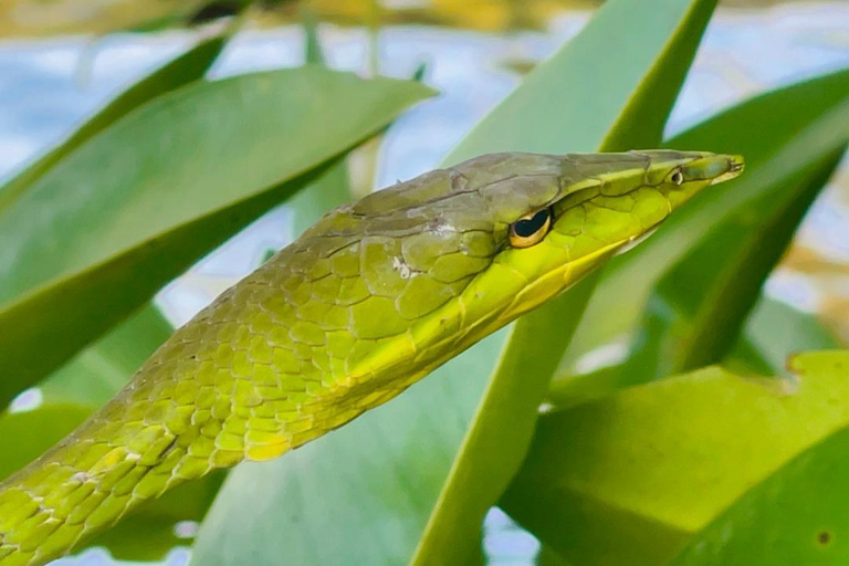 Colombo: Bentota Mangrove River Safari 6-8 Hour Tour