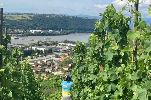 Senderismo y vino entre Côte-Rôtie y Condrieu