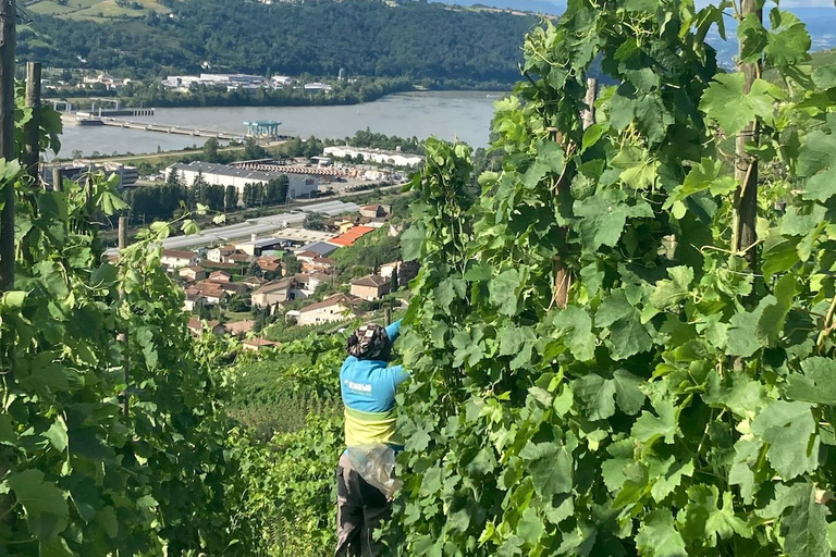 Senderismo y vino entre Côte-Rôtie y Condrieu