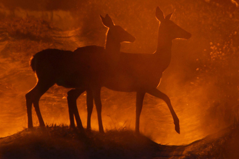 Doñana: 4x4 Trip and Exclusive Access to Coto del Rey Daily 4x4 visit to Doñana National Park