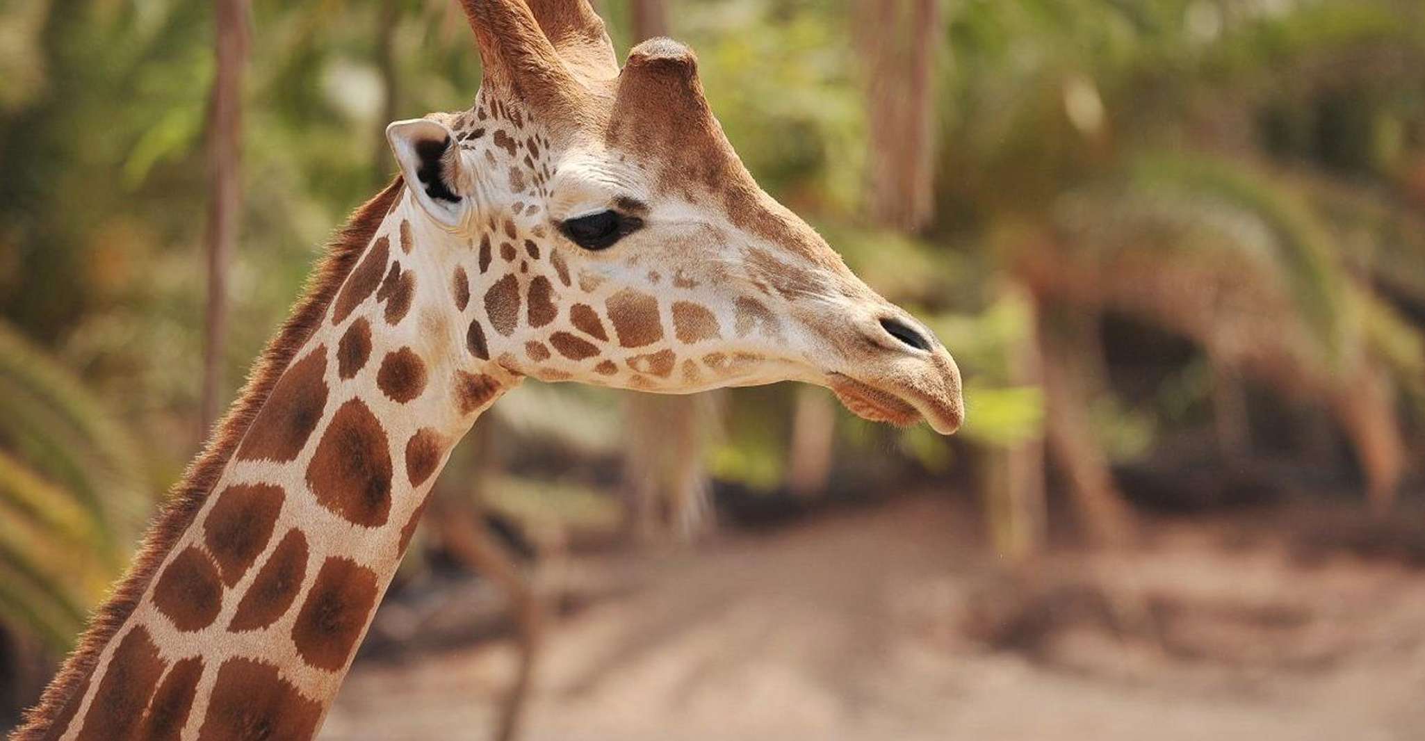 Fuerteventura, Oasis Wildlife Entry Ticket