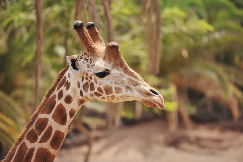 Oasis Wildlife Fuerteventura: biglietto e giro in cammello