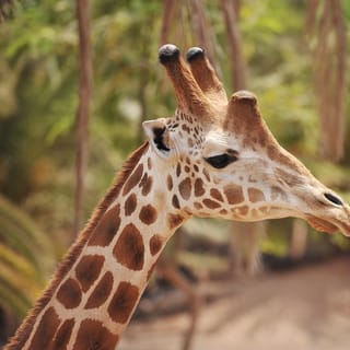 Oasis Wildlife Fuerteventura Ticket and Optional Camel Ride