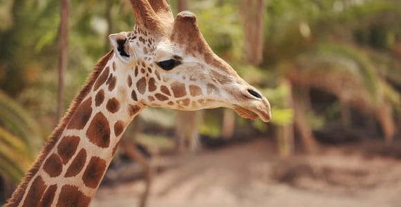 Fuerteventura: Oasis Wildlife Entry Ticket