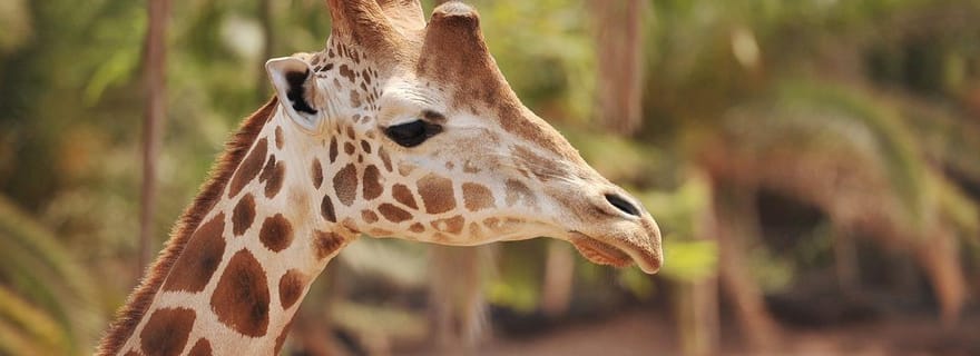 Fuerteventura : billet d'entrée pour la faune de l'Oasis