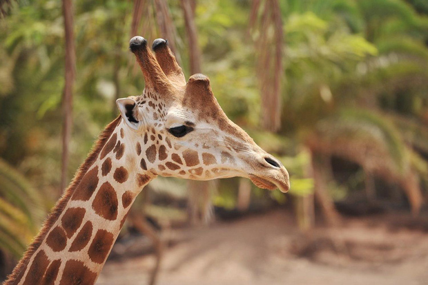 Fuerteventura: Biglietto d'ingresso per la fauna selvatica dell'Oasis