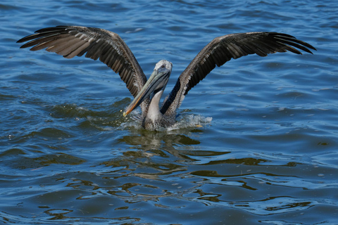 Excursión con flamencos Río Lagartos, Yucatán 2 horas