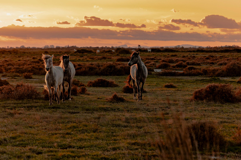 Aigues-Mortes 3H: Discover the secret Camargue in a 4x4 Full-Day