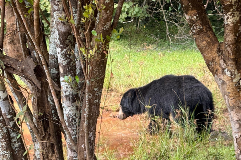 Anuradhapura: Wilpattu National Park Jeep Safari with Meals Excluding Entry Tickets