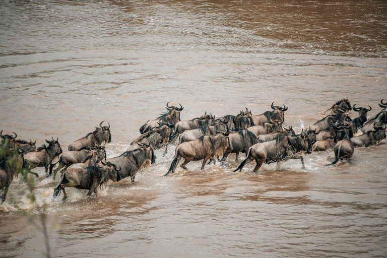 Serengeti: safari de 8 días para ver la gran migración de los ñus