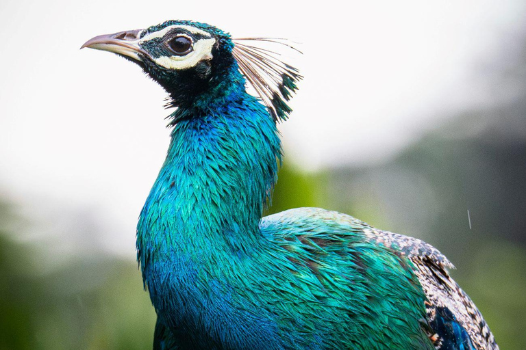 14 Days Sri Lanka Tour Itinerary with Hotels & Private Car With 4 Star Hotel