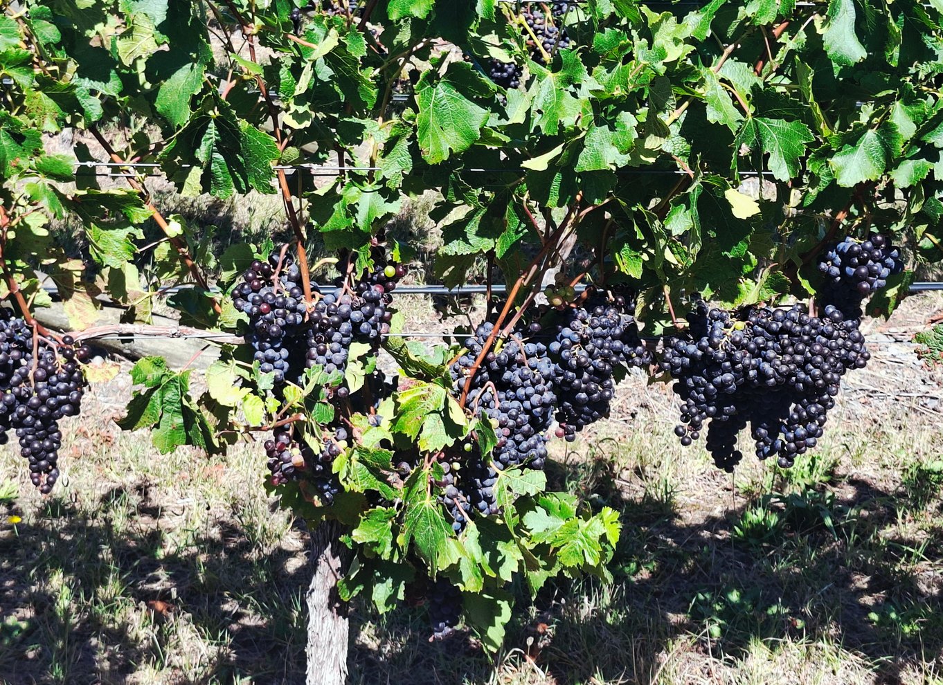 Napier: 3 fantastiske vingårde, gourmetfrokost og smagsprøver