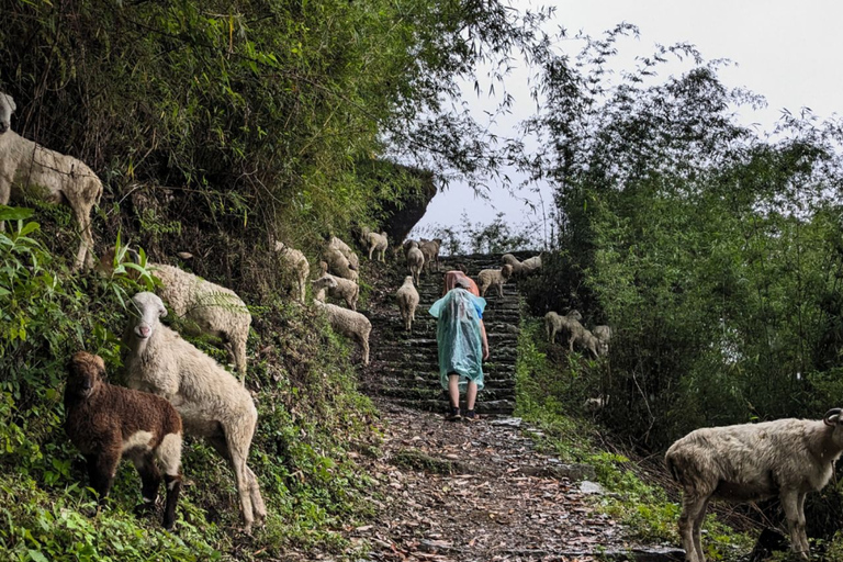 Jedź i odkrywaj: 2-dniowa wędrówka z przewodnikiem Poon Hill z PokharyJedź i odkrywaj: 2-dniowa wędrówka panoramiczna Poon Hill z Pokhary