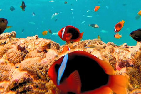 Kota Kinabalu: 1-Day Mengalum Isle & Mengkabong River Cruise Mengalum Island Only