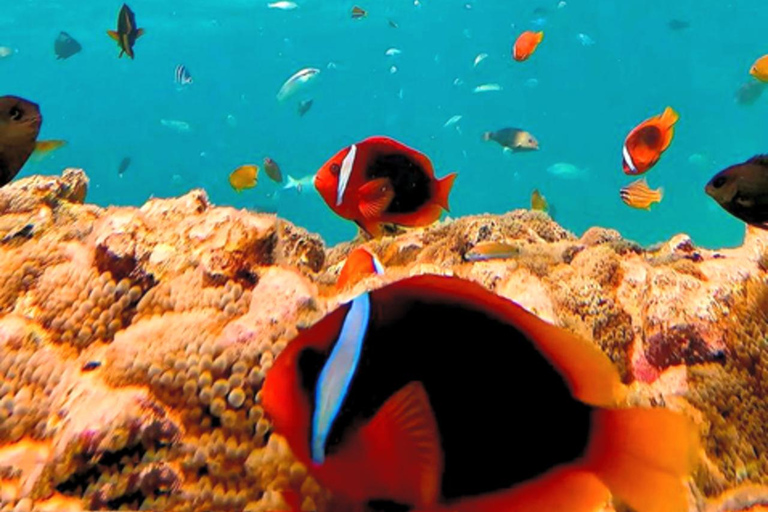 Kota Kinabalu: 1-Day Mengalum Isle & Mengkabong River Cruise Mengalum Island Only