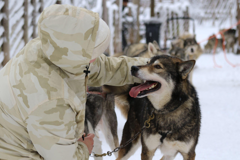 Rovaniemi: Husky Safari di 2 km con servizio di prelievo e rientro