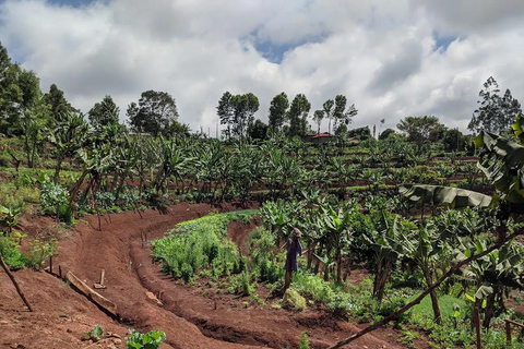 Nairobi: Kangemi Mlango Organic Farm Guided Tour