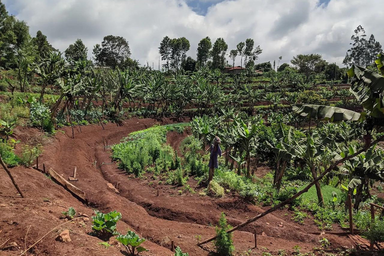 Nairobi: Kangemi Mlango Organic Farm Guided Tour