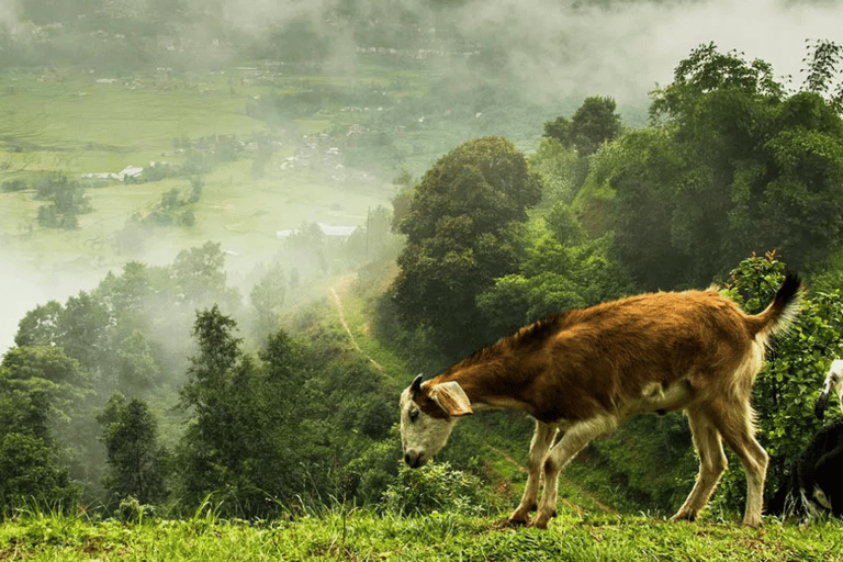 Nagarkot : vue sur le lever du soleil et randonnée d'une journée à partir de KatmandouExcursion au lever du soleil à Nagarkot et randonnée à Changu Narayan à Katmandou