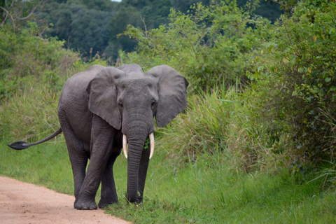 Tour di 7 giorni in Ruanda e Uganda: trekking dei primati e fauna selvatica