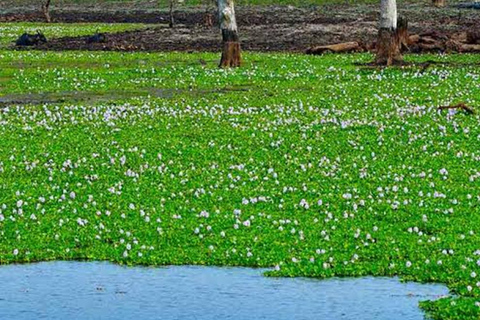 From Negombo To Anuradhapura Transfer with Sightseeing Stops