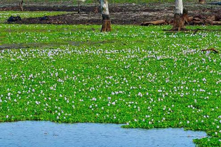From Negombo To Anuradhapura Transfer with Sightseeing Stops