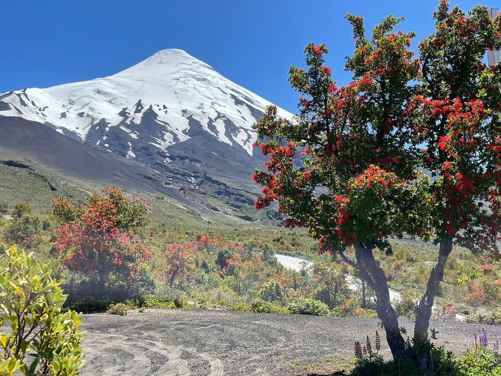 Puerto Montt: Osorno Vulkan Tour Shore Tour in Private Tour